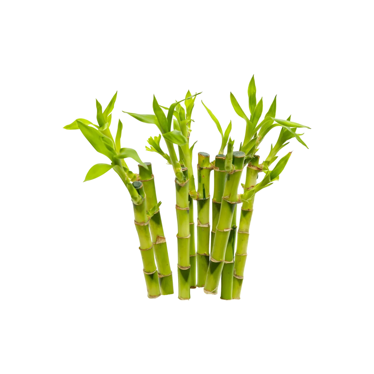 Bamboo