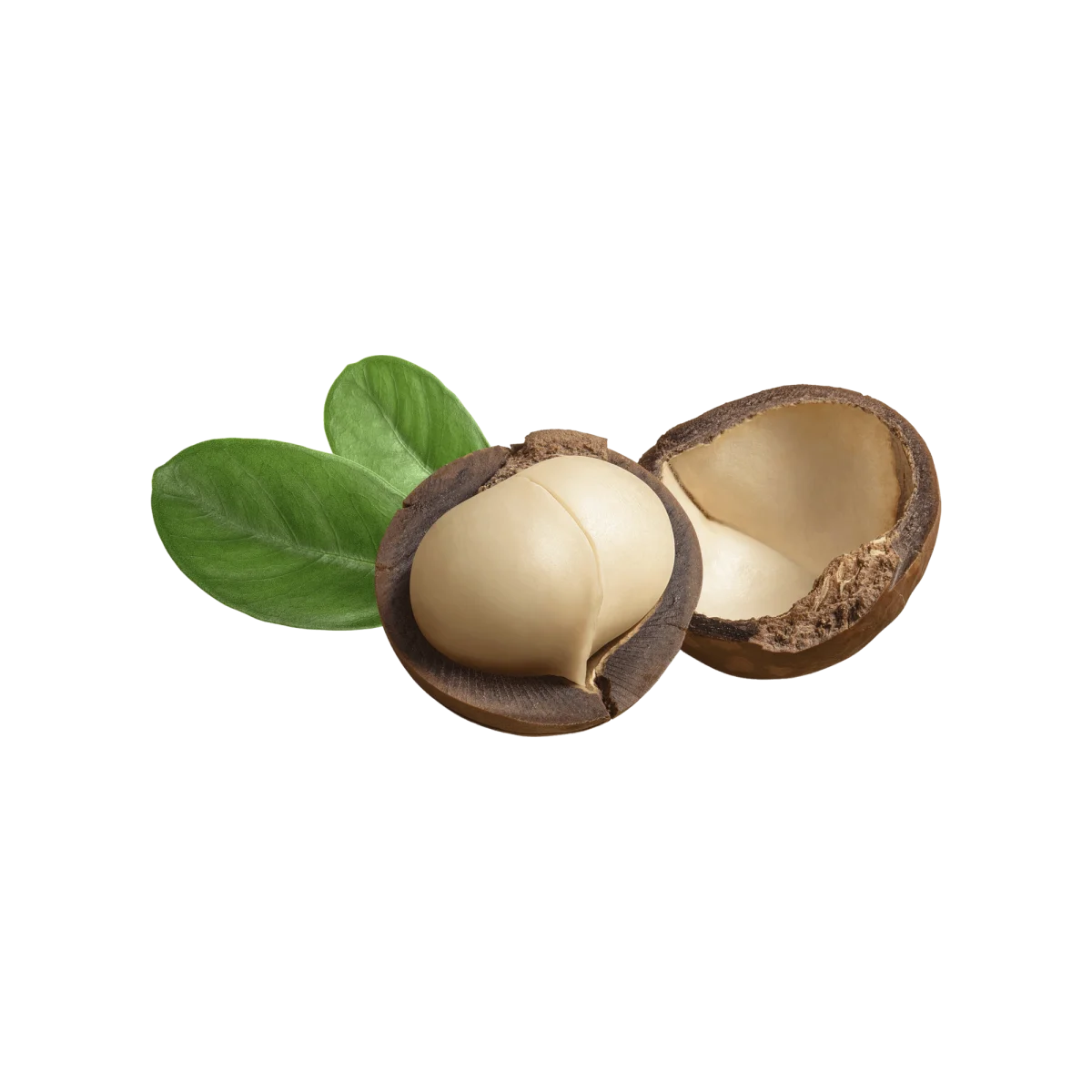 Macadamia