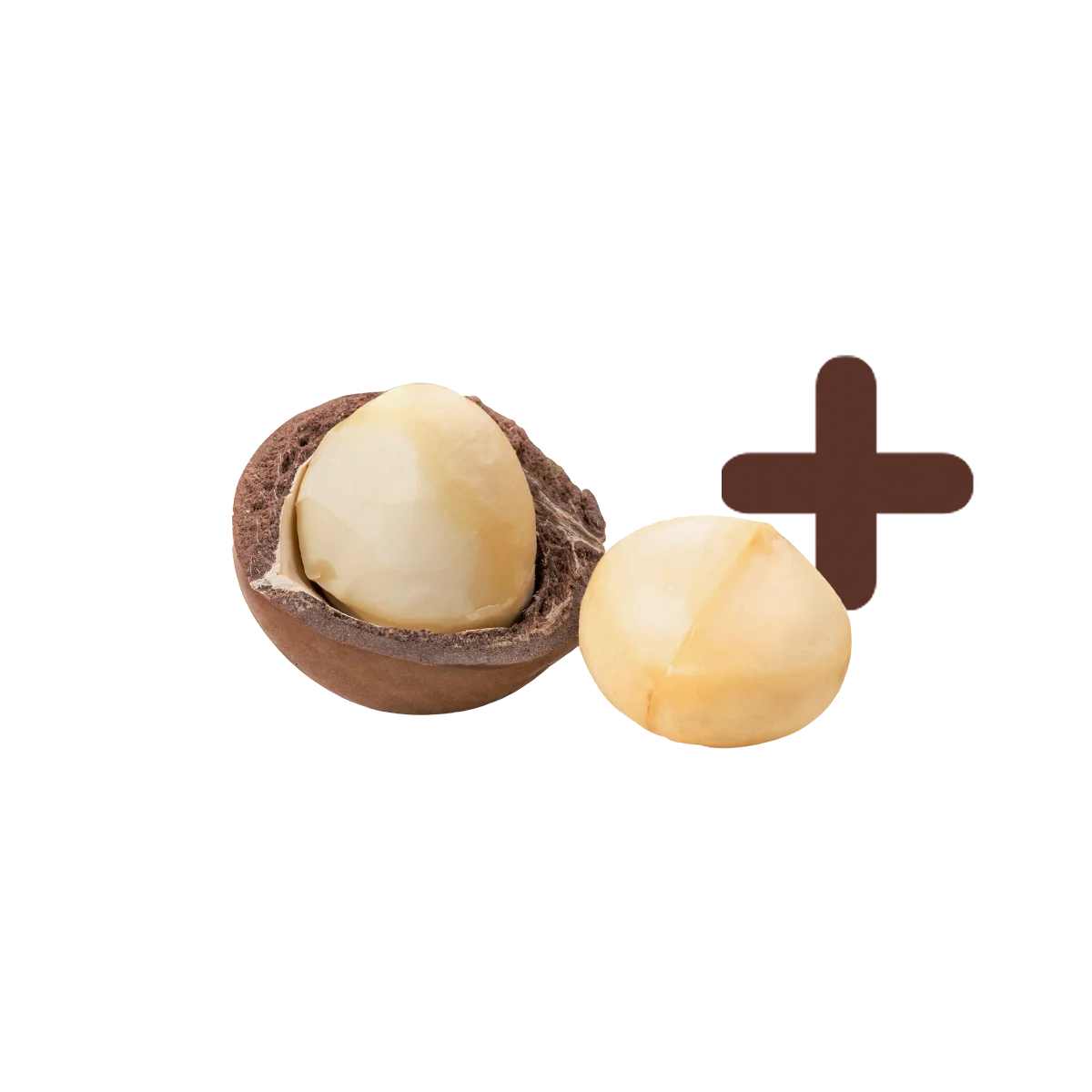 Macadamia